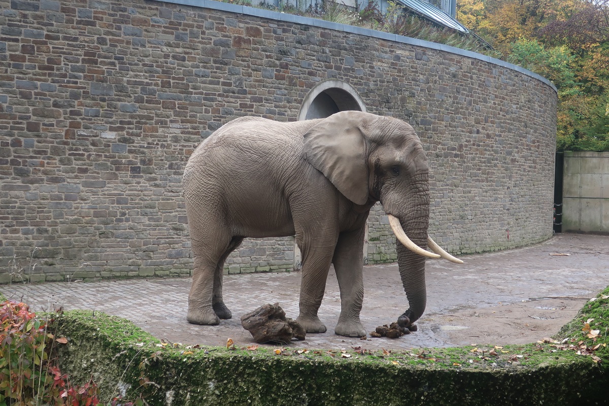 Zoo25109